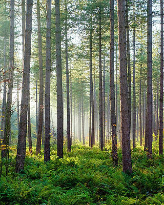 Wall Art - Photograph - Light Rays Through Trees In Hoge Kempen #2 by Jason Langley