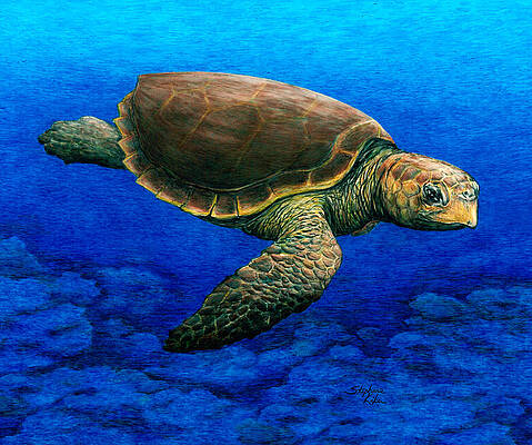 Loggerhead Turtle by Stephanie Kiker