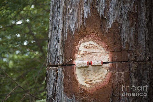 Wall Art - Photograph - Logging #2 by Jim West