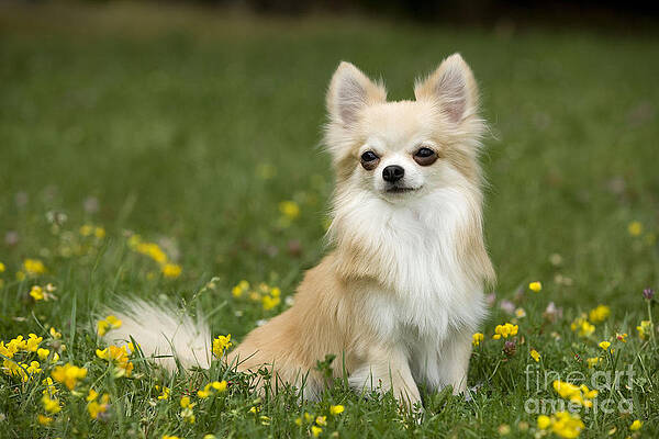 Wall Art - Photograph - Long-haired Chihuahua #2 by Jean-Michel Labat
