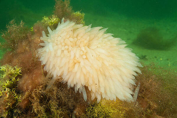 Wall Art - Photograph - Longfin Inshore Squid Eggs #2 by Andrew J. Martinez
