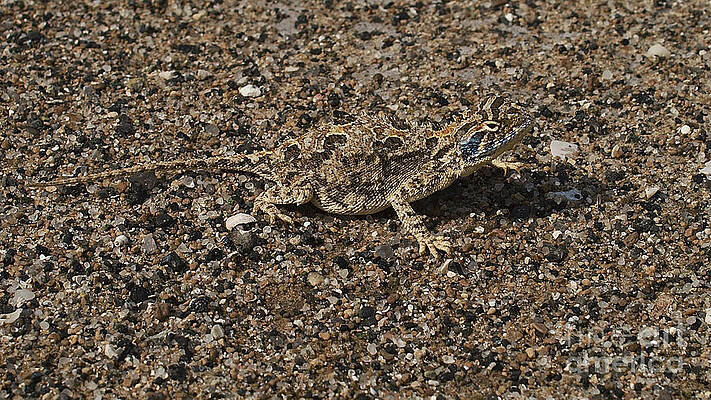Makgadikgadi Agama by Mareko Marciniak Makgadikgadi Agama by Mareko Marciniak