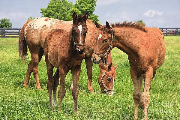 Wall Art - Photograph - Mare Horse and Colts #2 by Jill Lang