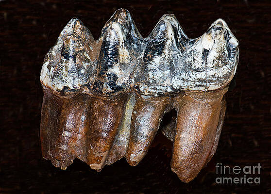 Wall Art - Photograph - Mastodon Tooth Fossil #2 by Millard H. Sharp