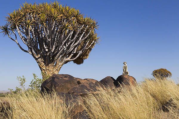 Wall Art - Photograph - Meerkat In Quiver Tree Grassland #2 by Vincent Grafhorst
