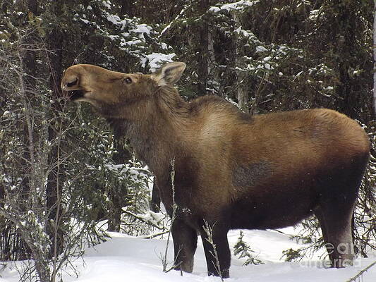 Moose by Jennifer Kimberly