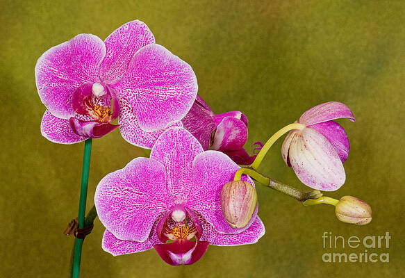 Wall Art - Photograph - Moth Orchid #2 by Millard H. Sharp