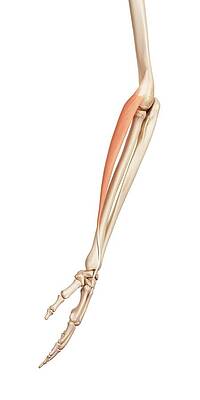 Wall Art - Photograph - Muscles Of The Human Arm #2 by Science Photo Library