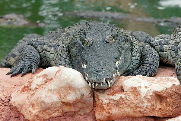 Wall Art - Photograph - Nile Crocodile #2 by Science Photo Library