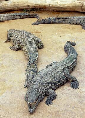 Wall Art - Photograph - Nile Crocodiles #2 by Science Photo Library