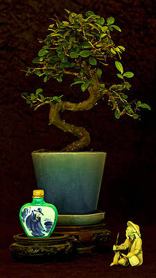 Old Man and The Tree by Elf EVANS Old Man and The Tree by Elf EVANS