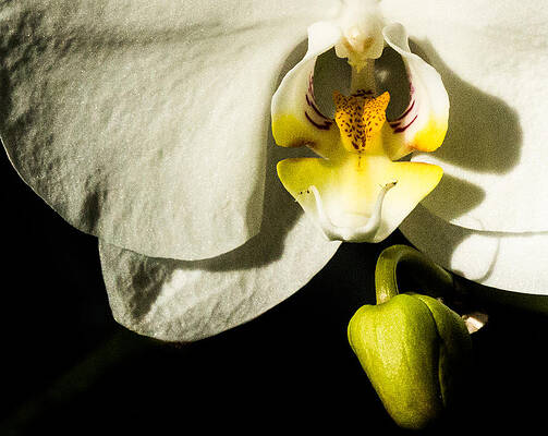 Wall Art - Photograph - Orchid #2 by Cathy Donohoue