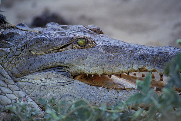 Wall Art - Photograph - Orinoco River, Crocodile, Venezuela #2 by Robert Caputo