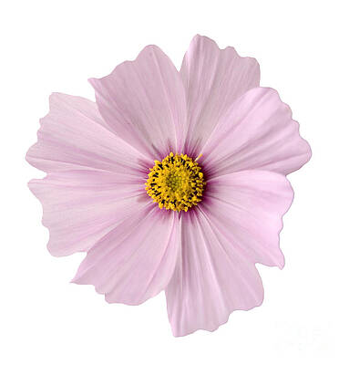 Wall Art - Photograph - Pink Coreopsis Daisy #1 by Tony Cordoza