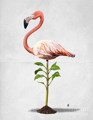 Flamingo Drawings Fine Art America Flamingo Drawings Fine Art America
