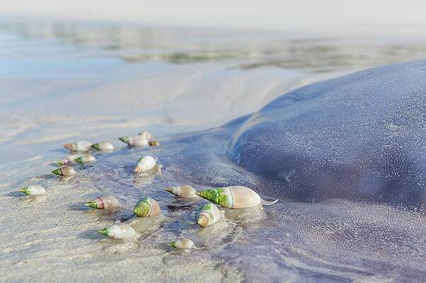Wall Art - Photograph - Ploughshare Snails Feeding On Jellyfish #2 by Science Photo Library