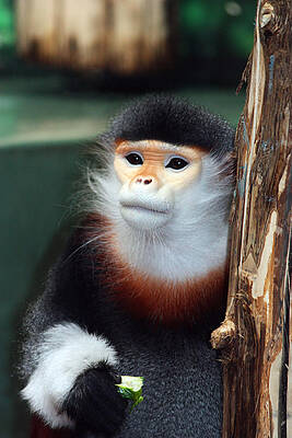 Wall Art - Photograph - Portrait of a Monkey by Trina  Ansel