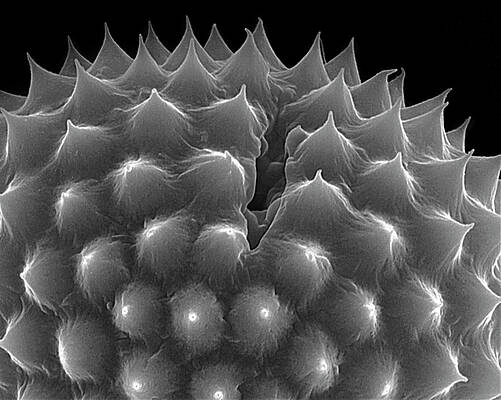 Wall Art - Photograph - Ragweed (ambrosia Psilostachya) Pollen #2 by Science Photo Library