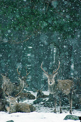 Wall Art - Photograph - Red Deer Stags #2 by Science Photo Library