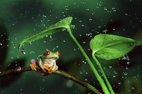 Wall Art - Photograph - Red-eyed Tree Frog in the Rain #1 by Michael Durham