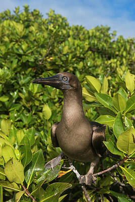 Wall Art - Photograph - Red-footed Booby (sula Sula Websteri #2 by Pete Oxford