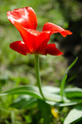 Wall Art - Photograph - Red Tulip on the green background #2 by Michael Goyberg