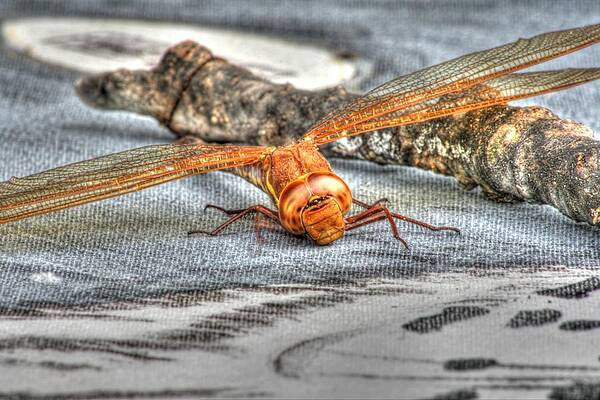 Resting by DAVID VALENTYNE