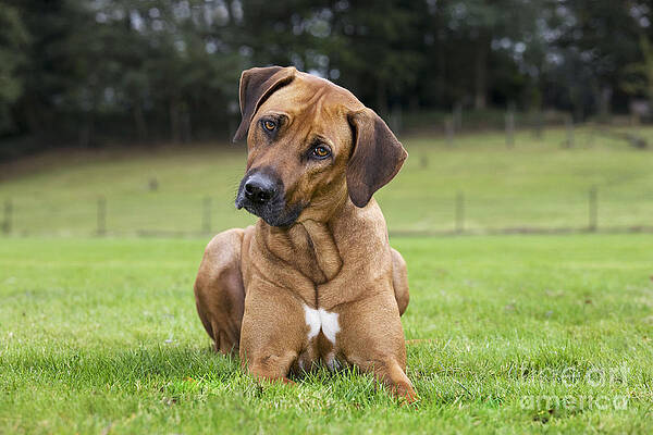 Wall Art - Photograph - Rhodesian Ridgeback #2 by Johan De Meester