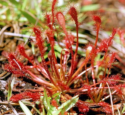 Wall Art - Photograph - Round-leaved Sundew #2 by Millard H. Sharp