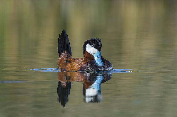 Wall Art - Photograph - Ruddy Duck In Small Marsh Pond #2 by John Shaw