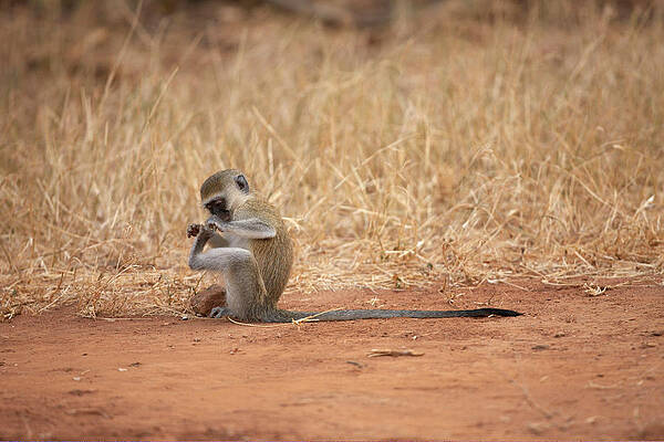 Wall Art - Photograph - Samburu National Reserve, Kenya, Africa #2 by Kennet Havgaard