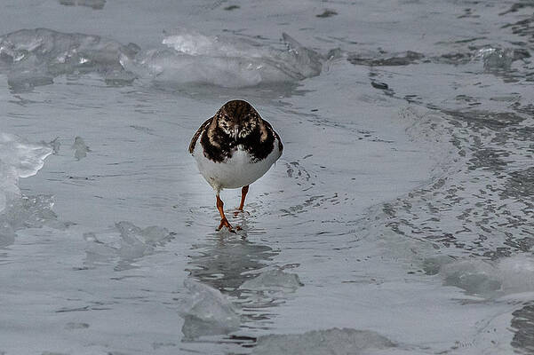Wall Art - Photograph - Sandpiper #2 by SAURAVphoto Online Store