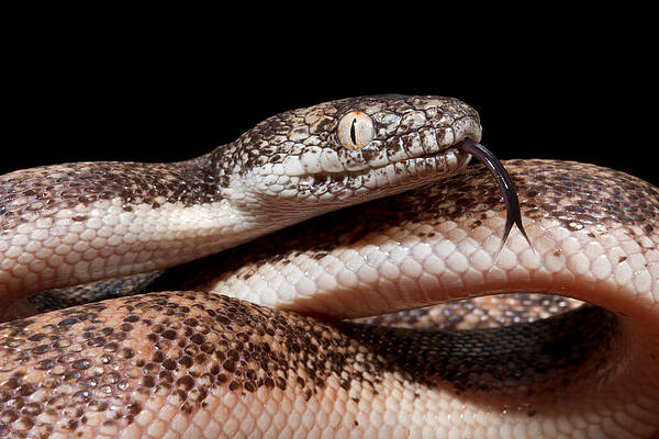 Wall Art - Photograph - Savu Python In Defensive Posture #2 by David Kenny