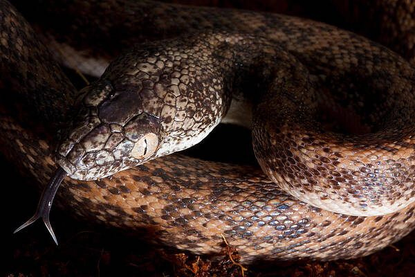 Wall Art - Photograph - Savu Python Liasis Mackloti Savuensis #2 by David Kenny