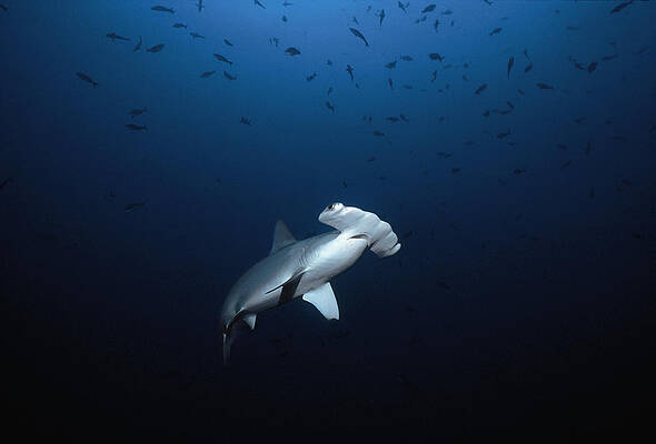 Wall Art - Photograph - Scalloped Hammerhead Shark #2 by Jeff Rotman