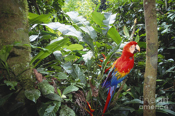 Wall Art - Photograph - Scarlet Macaw #2 by Art Wolfe
