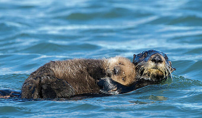 Wall Art - Photograph - Sea Otter Enhydra Lutris #2 by Josh Miller