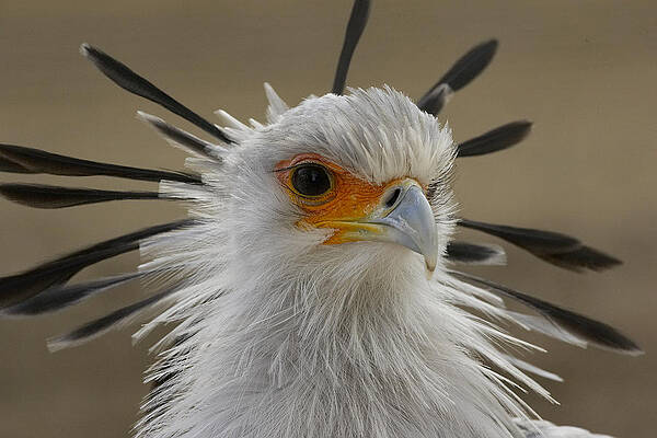 Wall Art - Photograph - Secretary Bird Portrait #2 by San Diego Zoo