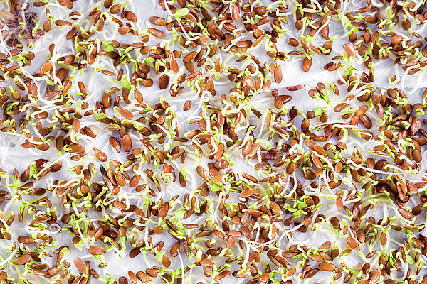 Wall Art - Photograph - Seeds Sprouting In Lab #2 by Science Photo Library