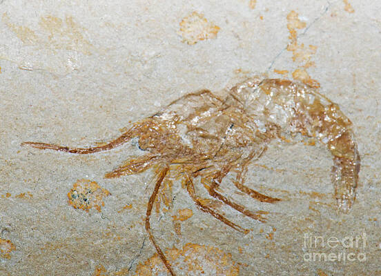 Wall Art - Photograph - Shrimp Fossil #2 by Millard H. Sharp