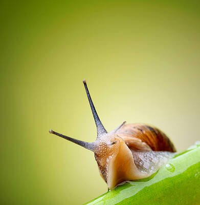Wall Art - Photograph - Snail on green stem #3 by Johan Swanepoel