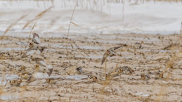 Wall Art - Photograph - Snow bunting in flight #2 by SAURAVphoto Online Store