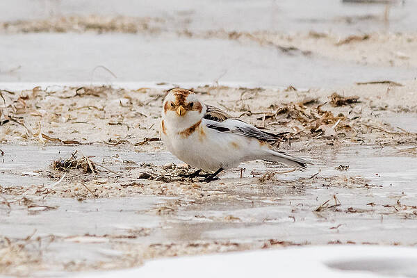 Wall Art - Photograph - Snow Bunting #2 by SAURAVphoto Online Store