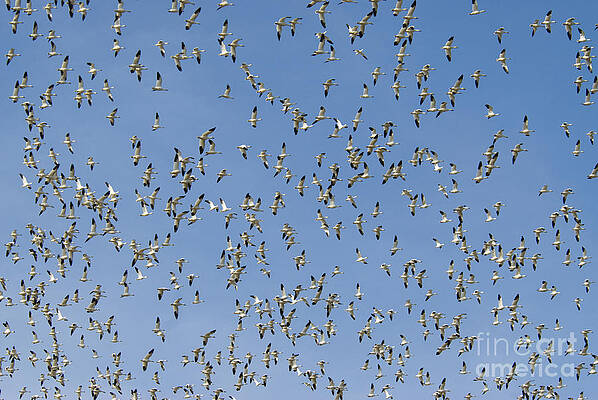 Wall Art - Photograph - Snow Geese In Flight #2 by William H. Mullins