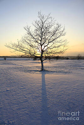 Wall Art - Photograph - Snow on Epsom Downs #3 by Julia Gavin