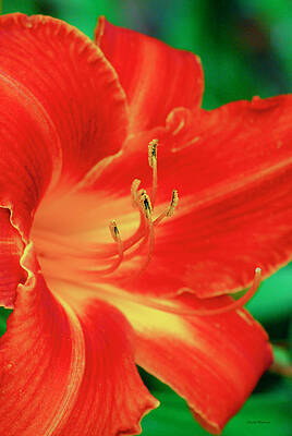 Wall Art featuring the digital art Red, Orange And Yellow Lily by Crystal Wightman