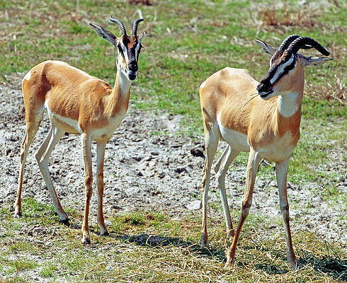 Wall Art - Photograph - Soemmeringss Gazelle #2 by Millard H. Sharp