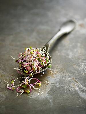 Wall Art - Photograph - Sprouting Rose Radish #2 by Science Photo Library
