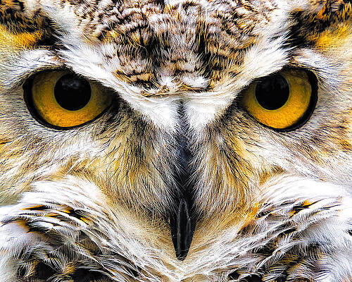 Staredown by David Wynia
