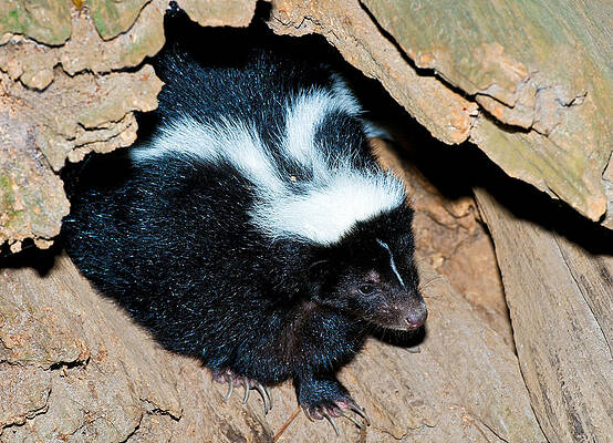 Wall Art - Photograph - Striped Skunk #2 by Millard H. Sharp